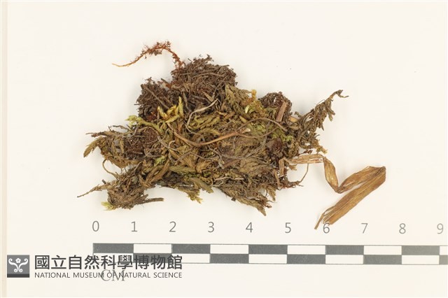 闊葉細裂苔藏品圖，第1張