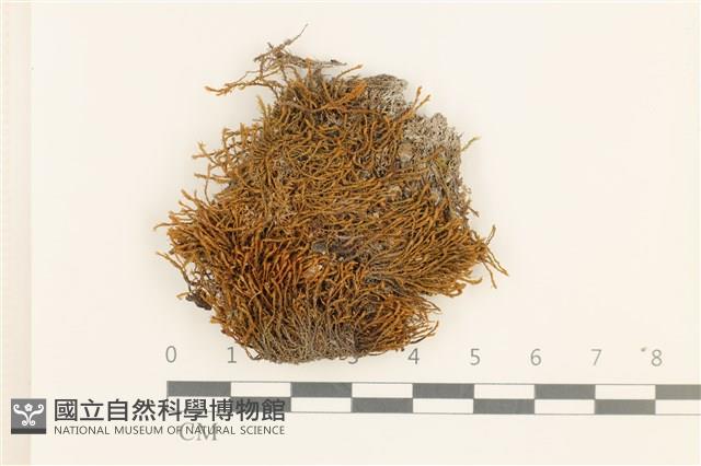登錄號:B00015519藏品圖，第1張
