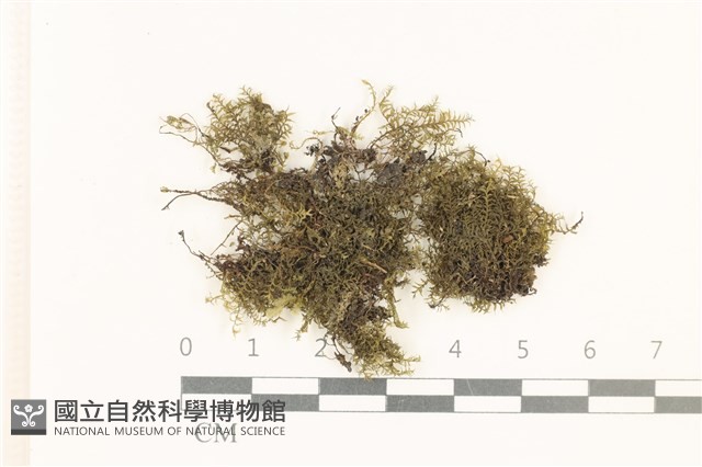 登錄號:B00011519藏品圖，第1張