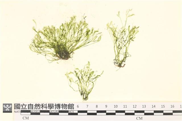 偏列羽藻藏品圖，第1張