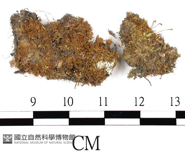 刺邊葫蘆蘚藏品圖，第1張