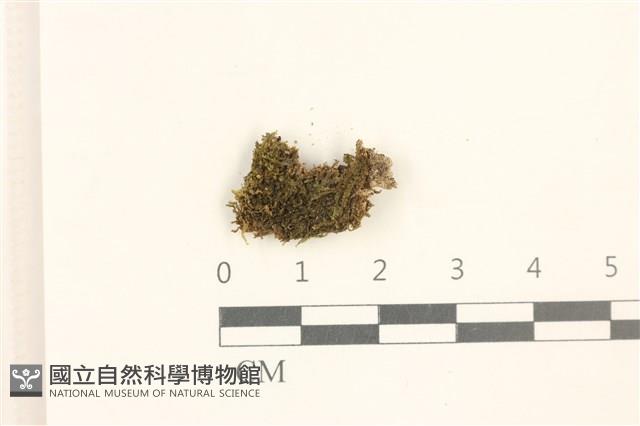 多胞裂萼苔藏品圖，第1張