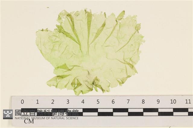 登錄號:A00006419藏品圖，第1張