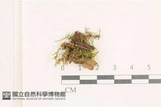 登錄號:B00017419藏品圖，第1張