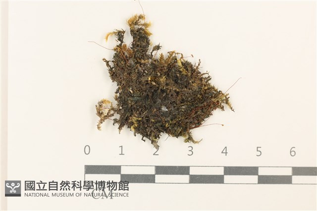 瓦葉唇鱗苔藏品圖，第1張