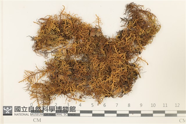 蟲毛蘚藏品圖，第1張