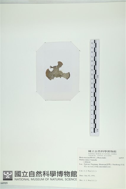 小團扇藻藏品圖，第3張