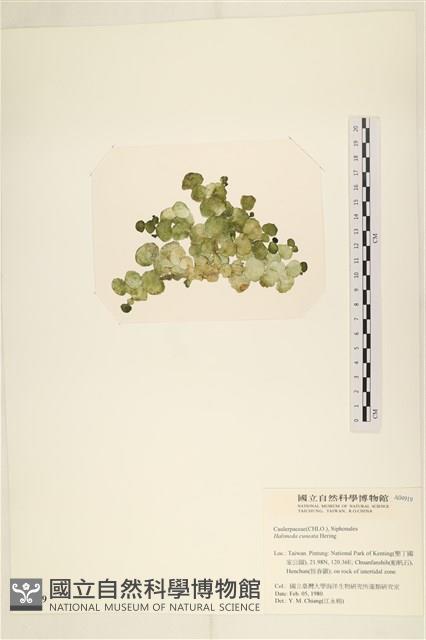 登錄號:A00004919藏品圖，第3張