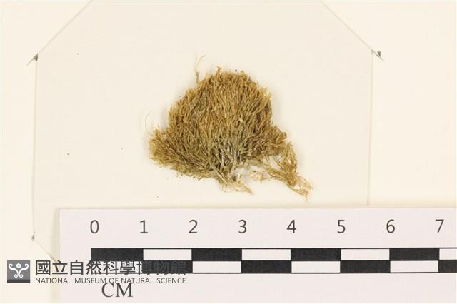 登錄號:A00005319藏品圖，第1張