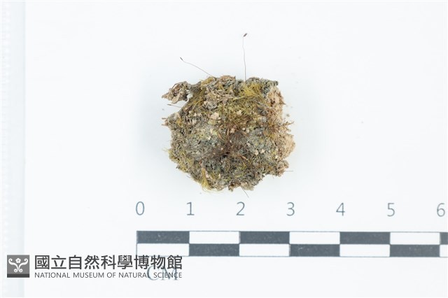 偏葉小曲尾蘚藏品圖，第1張