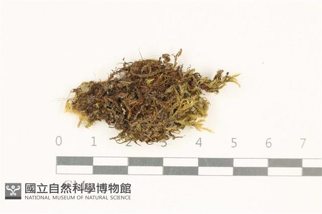 柔軟櫛葉蘚藏品圖，第1張