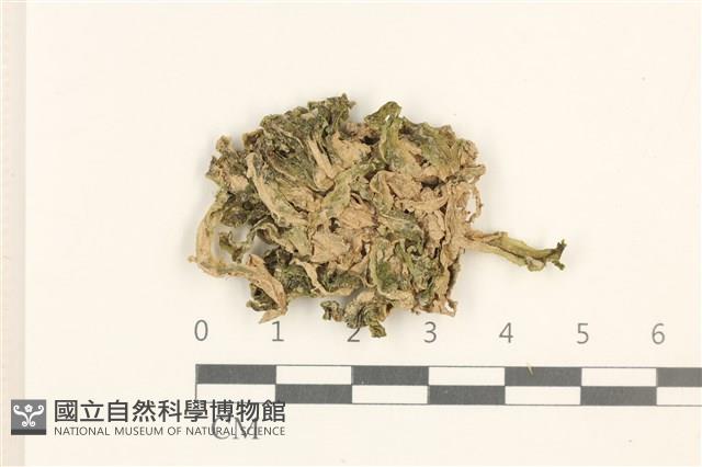 登錄號:B00016699藏品圖，第1張