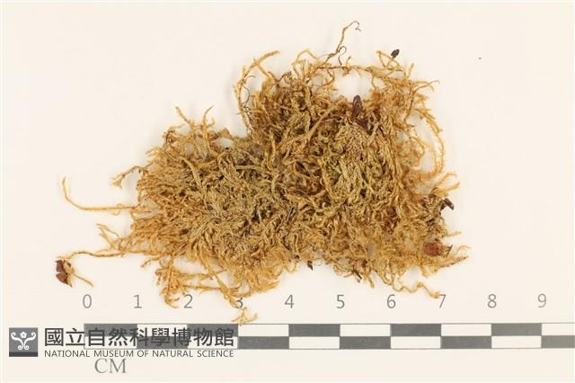 登錄號:B00004699藏品圖，第1張