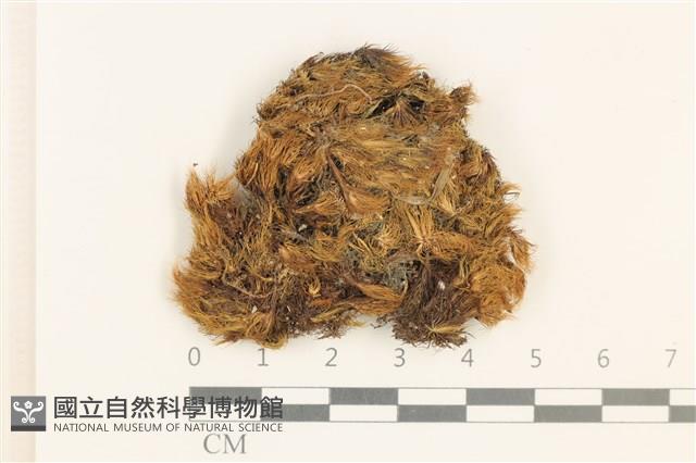 登錄號:B00009299藏品圖，第1張