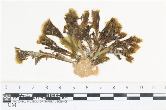 多扇藻藏品圖，第1張