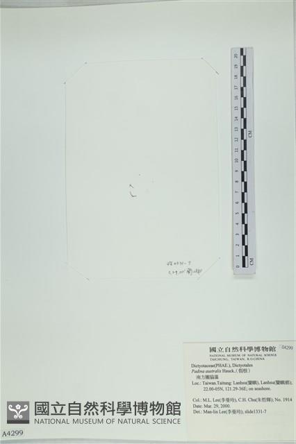 南方團扇藻藏品圖，第1張