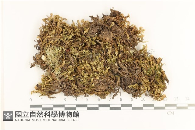 厚角鞭苔藏品圖，第1張