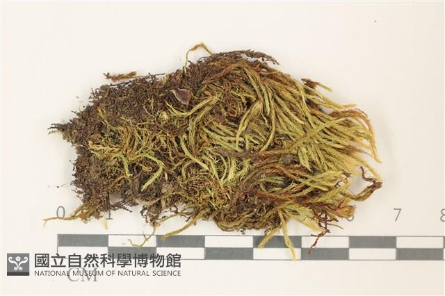 登錄號:B00001299藏品圖，第1張