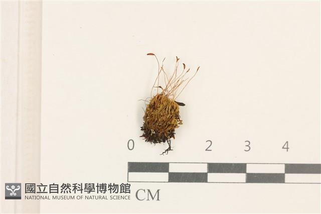 角齒蘚藏品圖，第1張