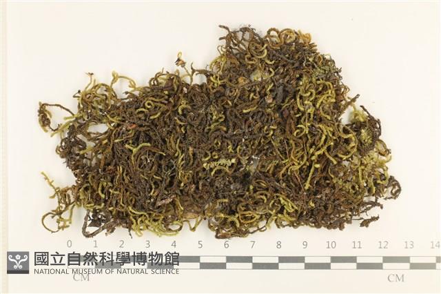 登錄號:B00004099藏品圖，第1張