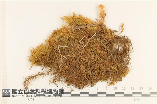 毛羽蘚藏品圖，第1張