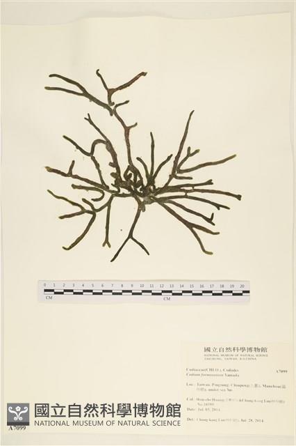 臺灣水松, 臺灣松藻藏品圖，第1張