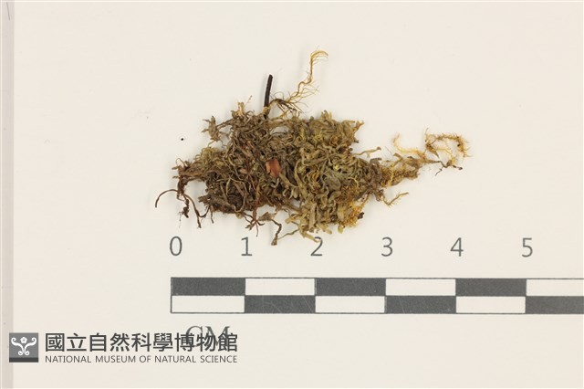 毛擬叉苔藏品圖，第1張