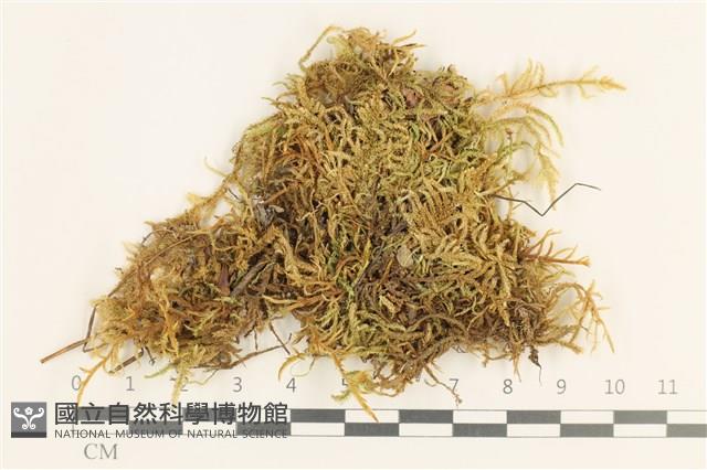 登錄號:B00013099藏品圖，第1張