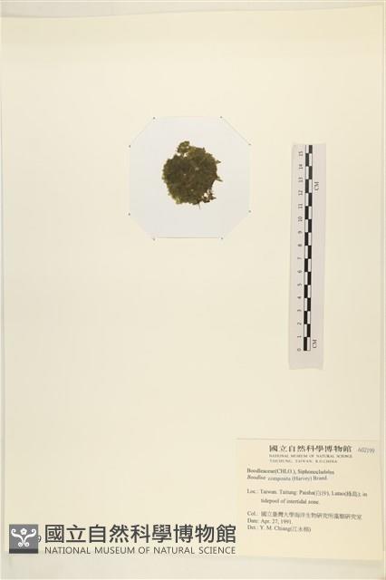 布氏藻藏品圖，第3張