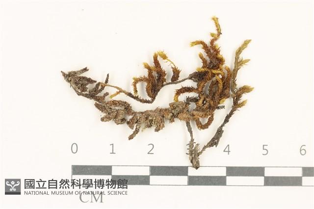 登錄號:B00007199藏品圖，第1張