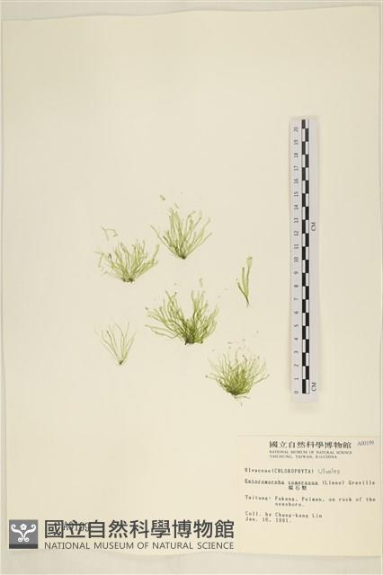 扁石髮藏品圖，第1張