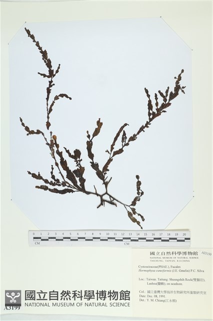 登錄號:A00003199藏品圖，第1張