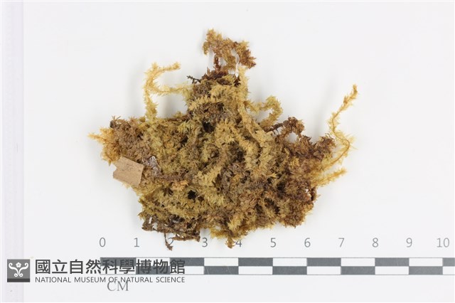 登錄號:B00008599藏品圖，第1張