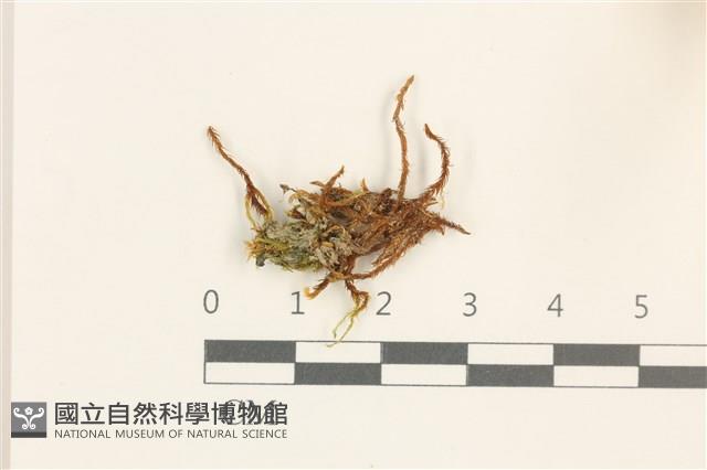 大熱澤蘚藏品圖，第1張