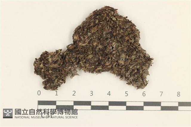 登錄號:B00014599藏品圖，第1張