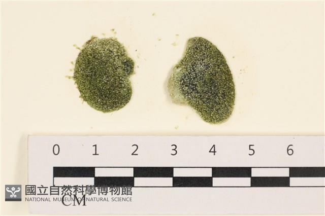 登錄號:A00005599藏品圖，第1張