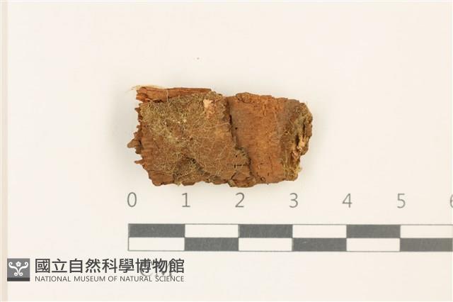 喙葉大萼苔藏品圖，第1張