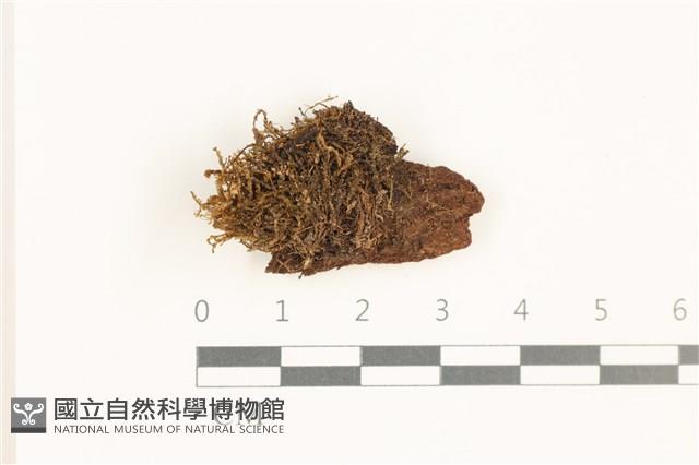 登錄號:B00019499藏品圖，第1張