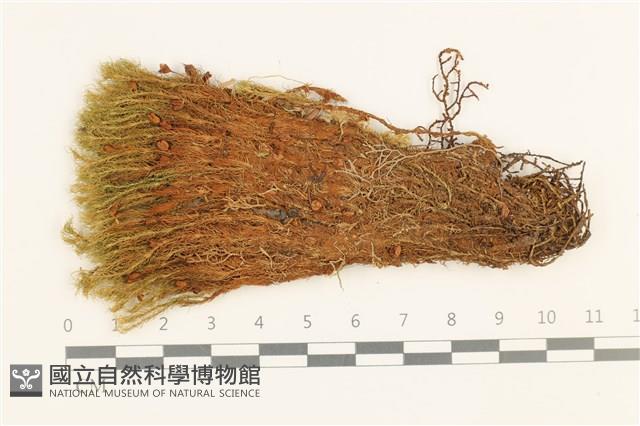 直葉珠蘚藏品圖，第1張