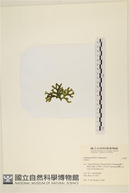 登錄號:A00007999藏品圖，第3張