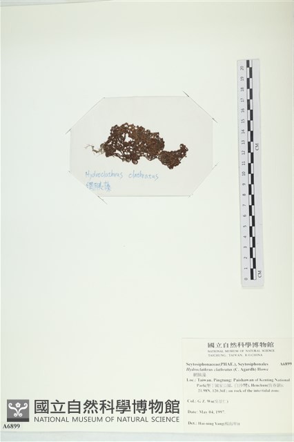 網胰藻藏品圖，第3張