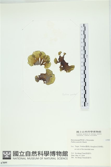 南方團扇藻藏品圖，第1張