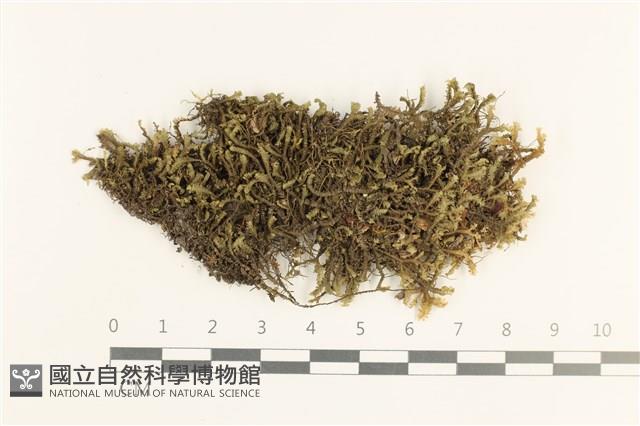 日本鞭苔藏品圖，第1張