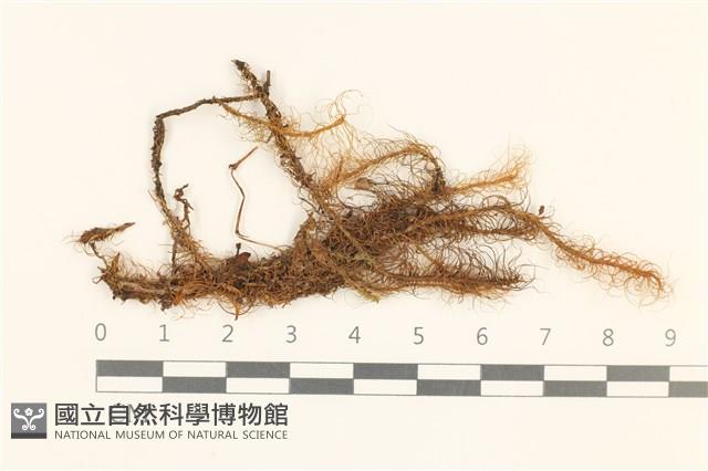 登錄號:B00018399藏品圖，第1張