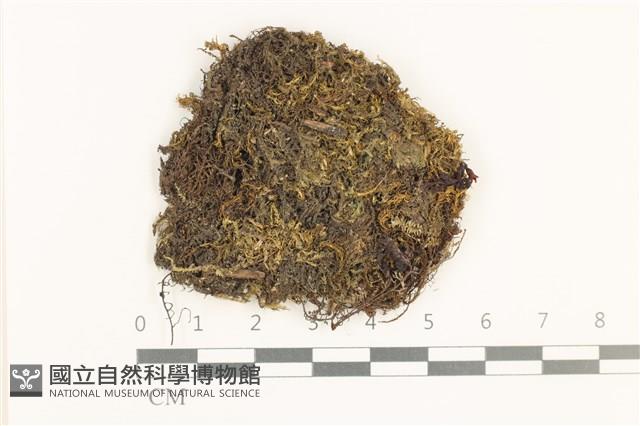 登錄號:B00019399藏品圖，第1張