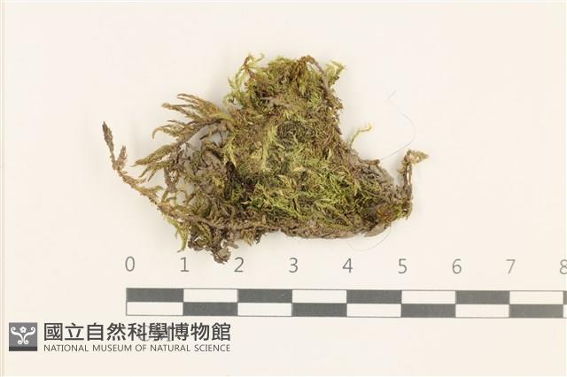 威氏青蘚藏品圖，第1張