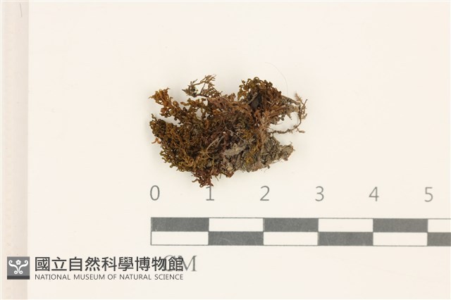 仙鶴蘚藏品圖，第1張