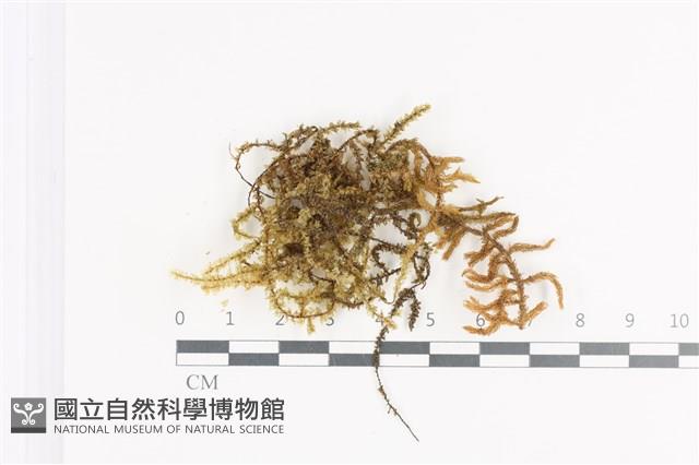 登錄號:B00011399藏品圖，第1張