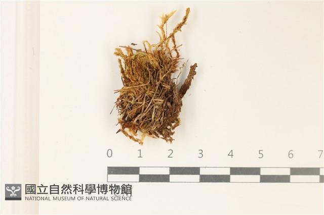 沼澤皺蒴蘚藏品圖，第1張