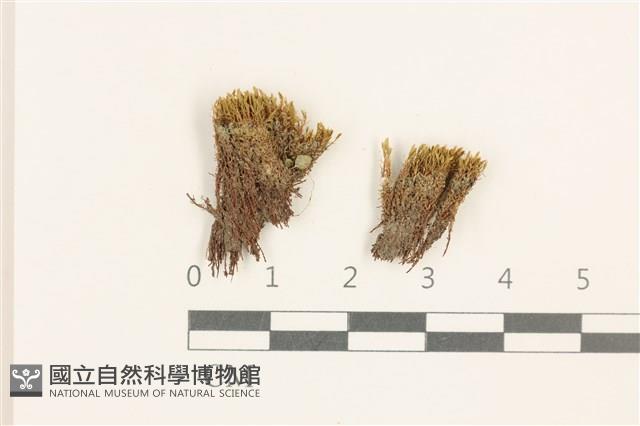 登錄號:B00003399藏品圖，第1張